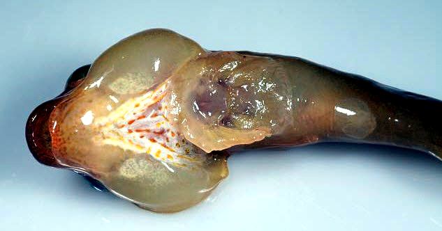 Apletodon dentatus_0058